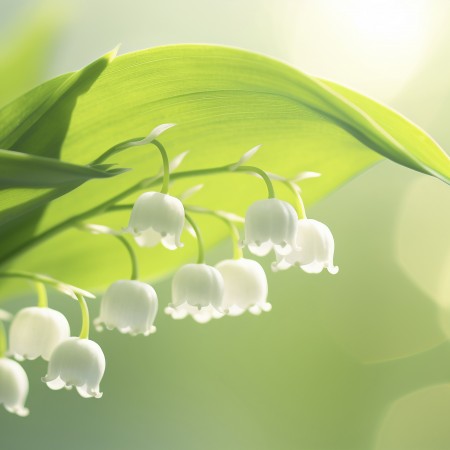 PONT DU 1ER MAI 2026