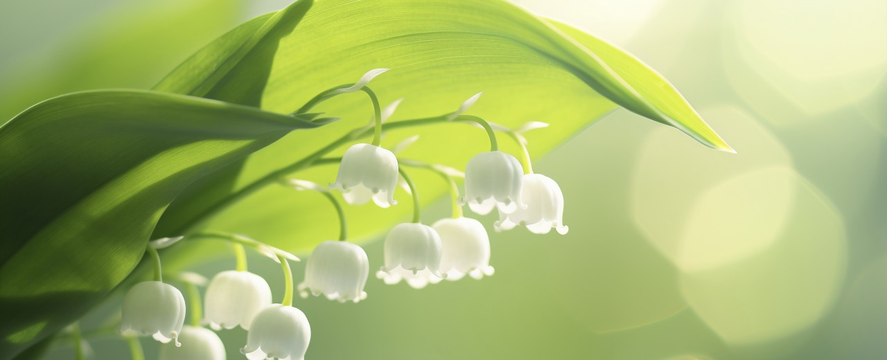 PONT DU 1ER MAI 2026